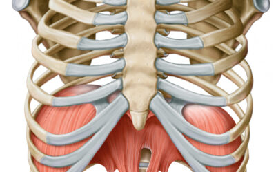 CONSAPEVOLEZZA RESPIRATORIA: CONOSCI IL TUO DIAFRAMMA?